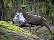 Volvo Car Corporation: systm detekcie zvierat (Animal Detection)